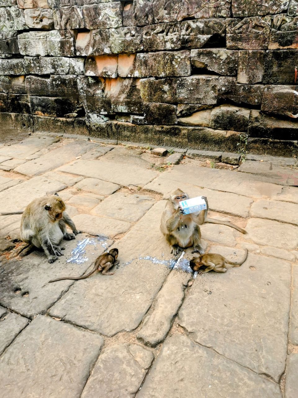 Ca petit dej' aussi chez les singes.