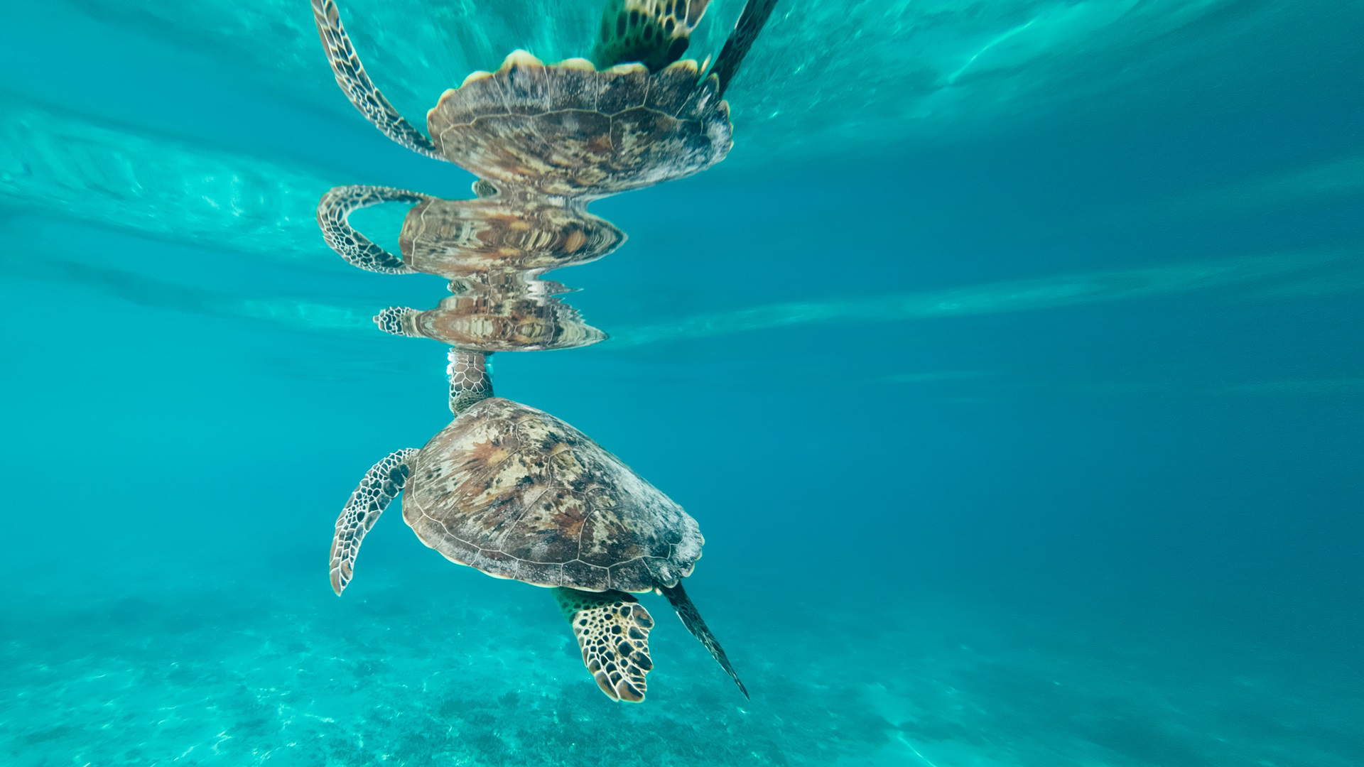 Snorkeling avec les tortues