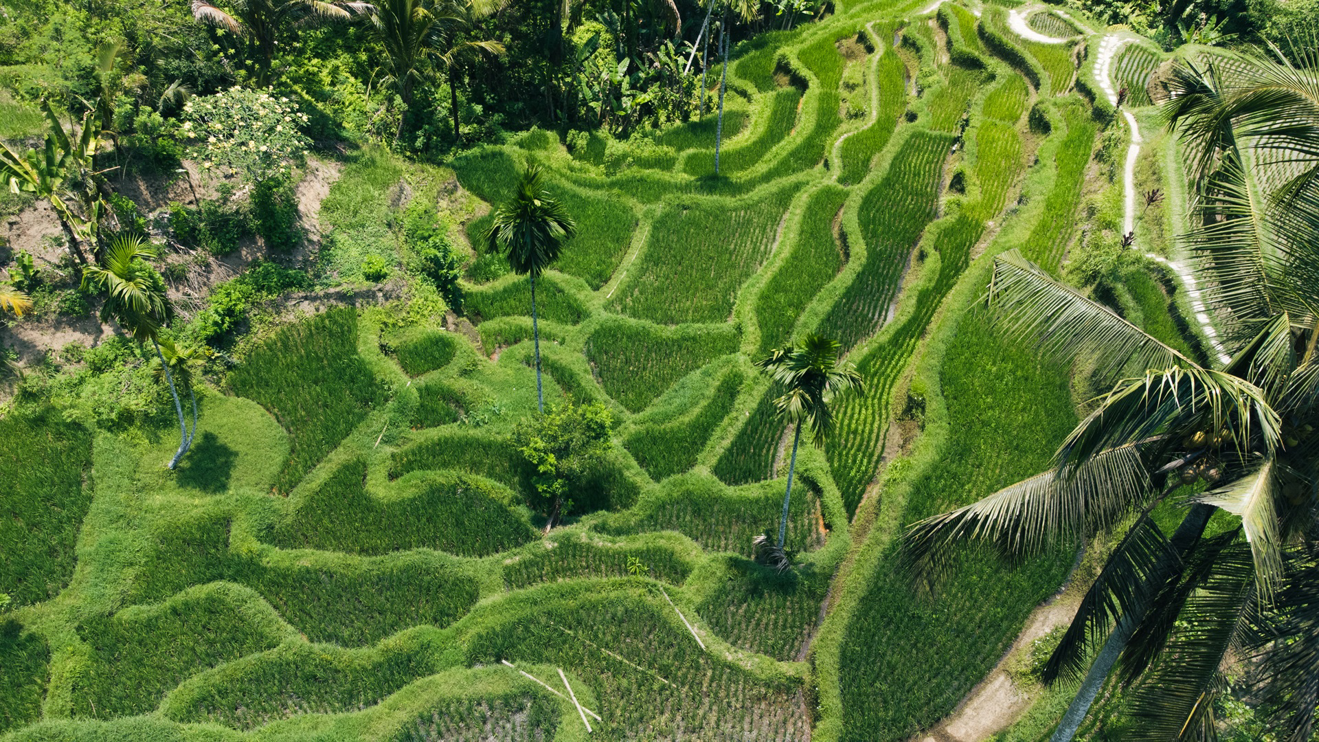 Tegalalang Rice Terrace