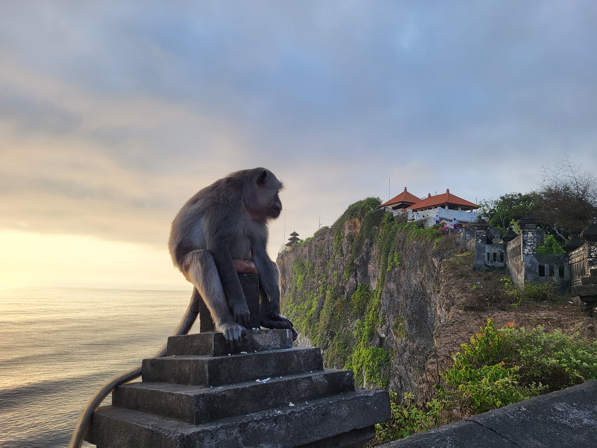Sales betes de singes !