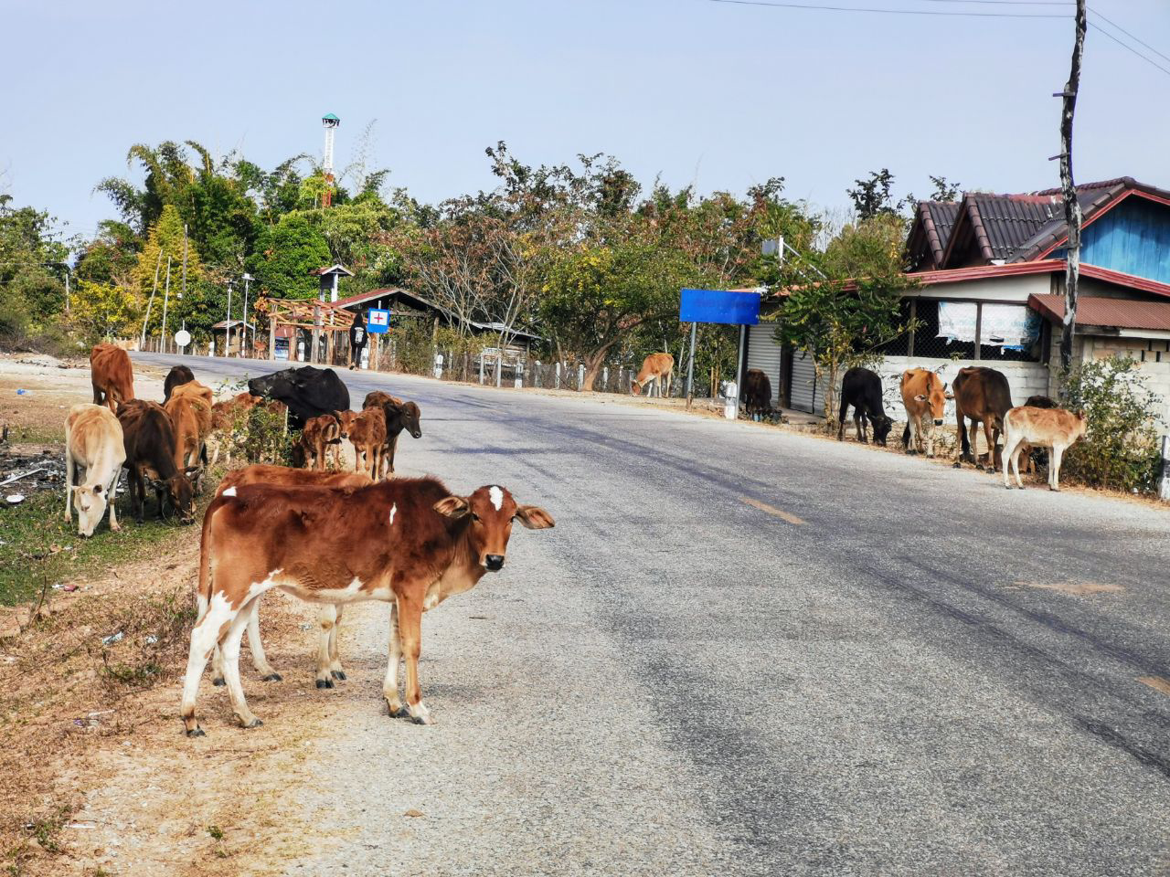 Vachement de vaches sur la route !