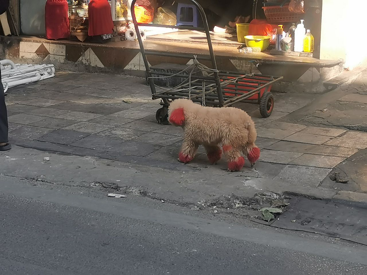 Le caniche dans tout son art
