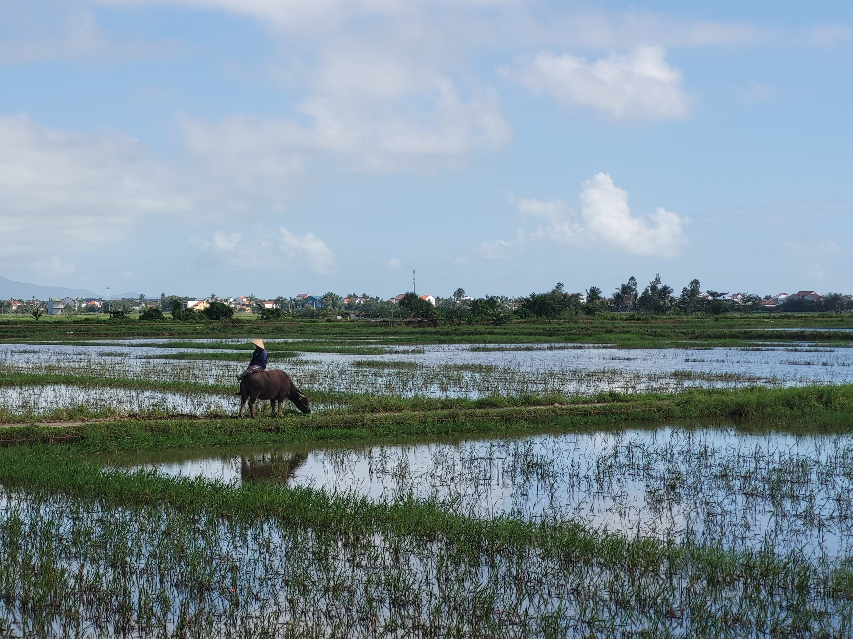Les rizières de Hoi An